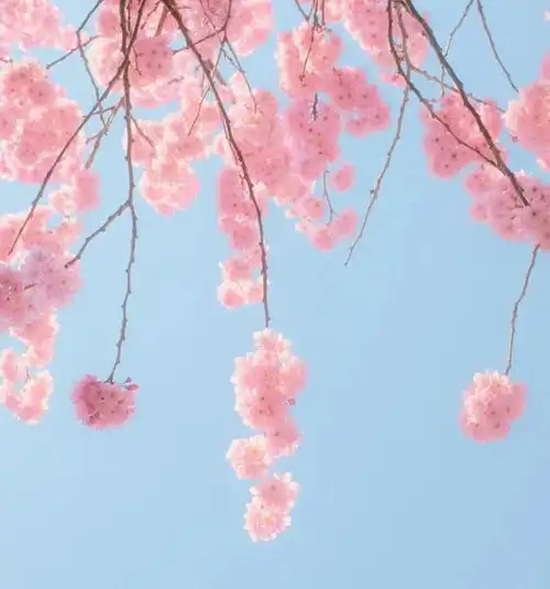  听,春还在