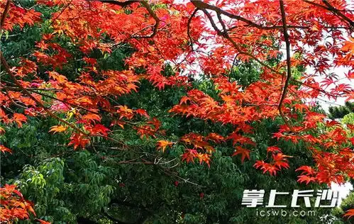  组图丨今日寒露烈士公园枫叶红于二月花