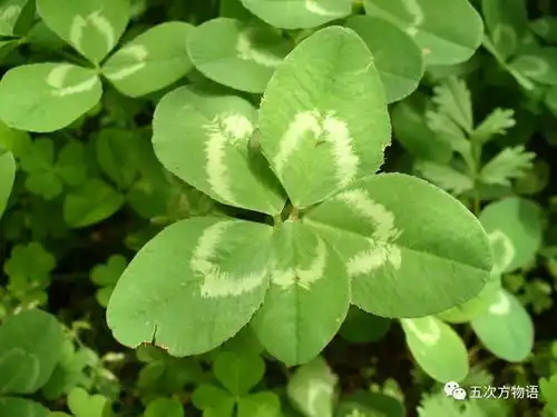  十一年前的武汉记忆