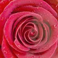  微信头像花朵图片玫瑰花微信头像图片大全