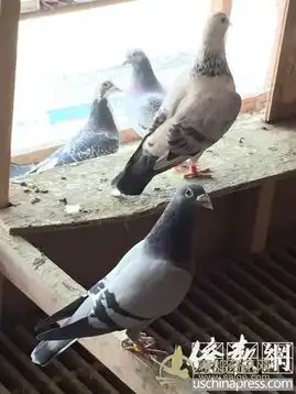  徐军赛鸽放飞中国梦