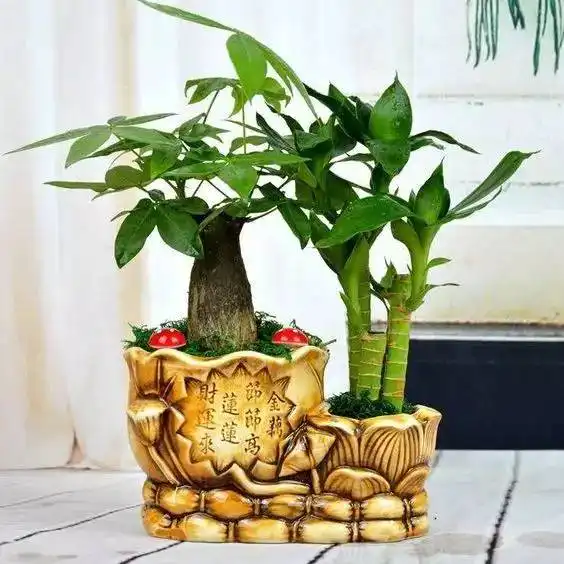  春节到了,给家里添点绿意,告诉你这些花草怎么养