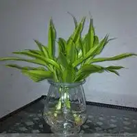  微信富贵竹头像高清富贵竹花朵图片大全