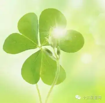 幸运草的头像带字图片可