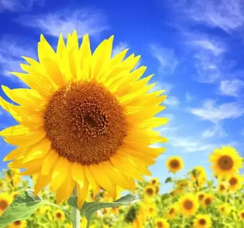 向阳而生你是太阳的孩子
