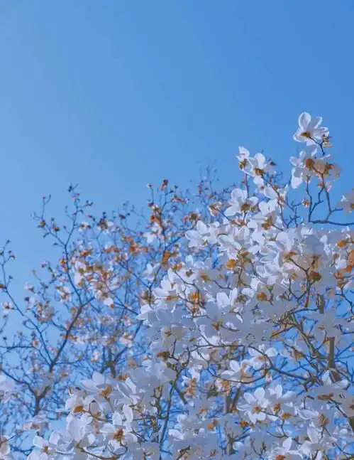  高清大图惊艳曝光或许,她们就是湖南最美校花,颜值出众