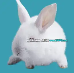  使用photoshop调整边缘完美抠出小白兔图片抠图教程