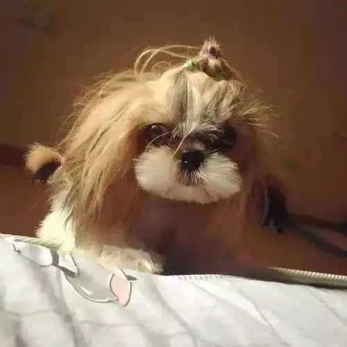  女生不靠谱起来有多可怕,看你家的萌宠就知道