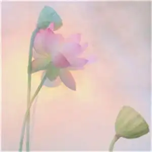 女生头像花朵唯美清新头