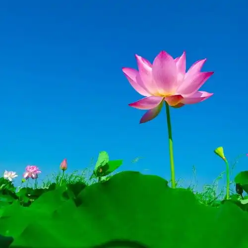  11月16号起,告别穷日子,招财进宝,财运高涨的4大生肖