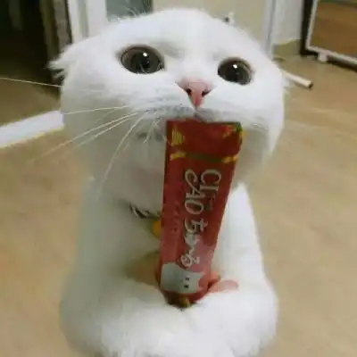  可爱的小猫头像卖萌的白色猫咪太可人了