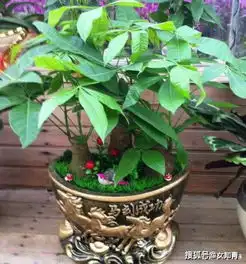  盆栽发财树如何做好日常管理掌握4点,黄叶烂根也能救回来