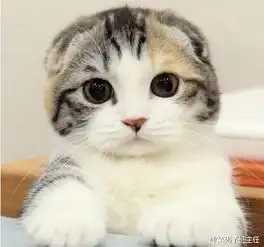  qq头像女生用的猫