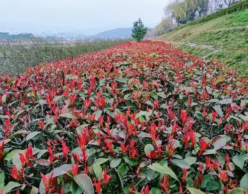  又到3月赏花季,2019北川新版花花世界地图上线