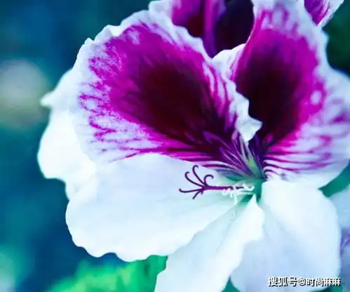 带来好运的男生微信头像