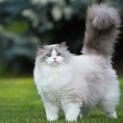  微信小猫头像,草地里玩耍的猫咪图片