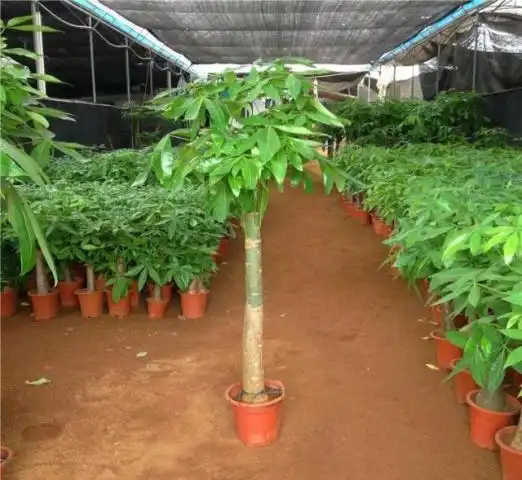  发财树生长缓慢,叶片不油绿,教你做好3个技巧,生长变旺盛