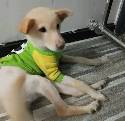  路边捡来的流浪狗交给女友,半个月后,小狗狗被宠上了天