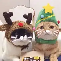 猫系情侣头像一左一右微信头像图片大全