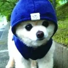  俊介君你肿么可以这么可爱