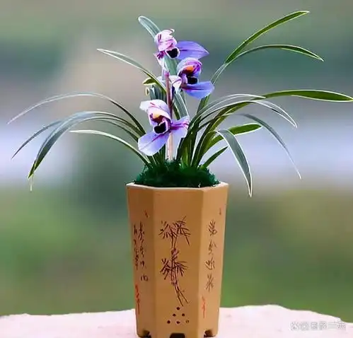  这种极品兰花,颜值至今无花能及,花色新颖漂亮,珍贵又稀少