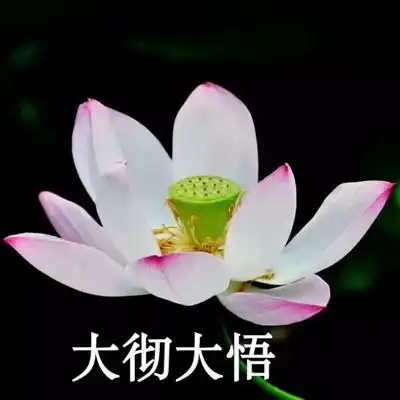 头像图风景图片大全荷花