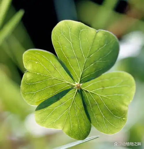  四叶草的花语是什么了解它背后的深刻寓意