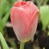 请问冰箱档数怎么定的