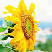  漂亮好看清新的唯美意境花朵头像图片,我自己拍的