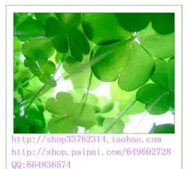  非主流四叶草许愿瓶图片