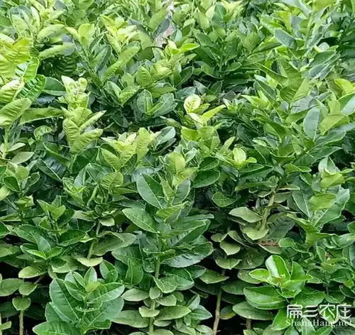  百色油茶基地油茶苗销售2019靖西平果田阳田东县