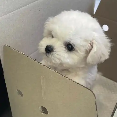  好多小狗头像