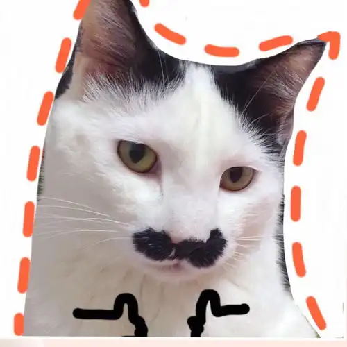 神经病猫咪头像