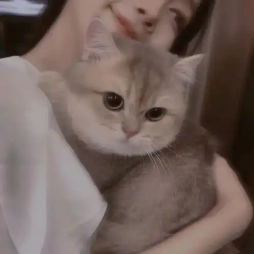  萌宠头像可爱的修猫修狗