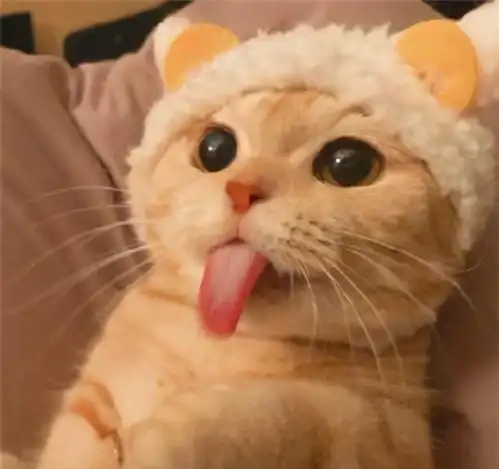  毛球症的猫咪有什么症状