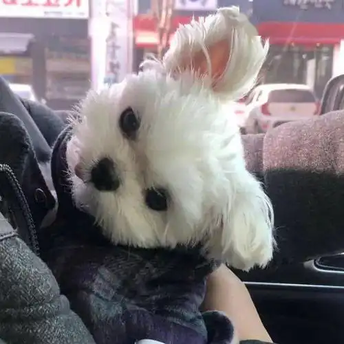  可爱萌货狗汪汪头像什么岁月静好,你特么就是懒