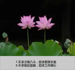  人活着9不懂,9不过,9不求,9不可,9不交句句经典