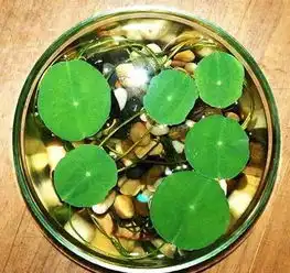  隆诗大婚羡煞单身狗家居风水让你桃花旺