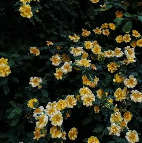 女人用的幸运花头像带字