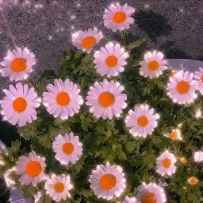 春天微信头像花朵图片
