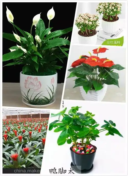  让年味来点新意科技花卉开启2019贺岁新模式