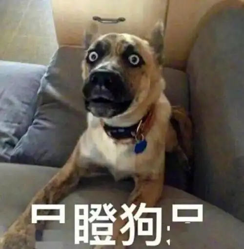  百足吃播死而不僵,这次轮到宠物受罪了