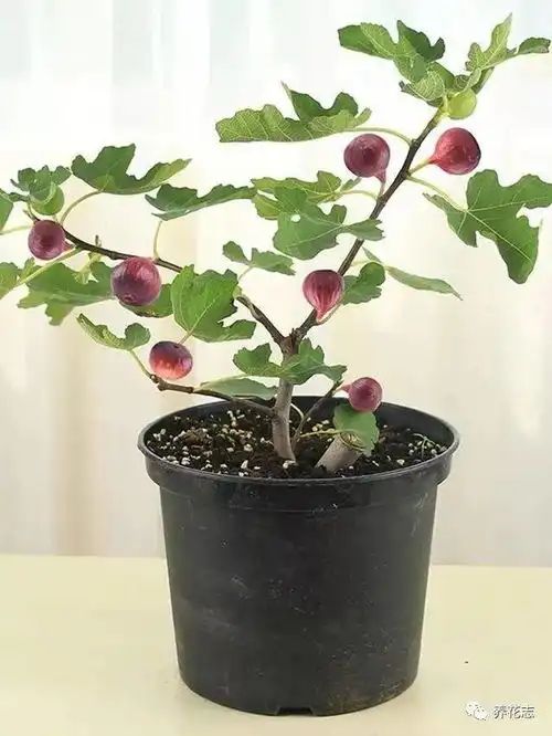  土壤,养好花的根本选这3样介质盆栽植物,效果好成本低