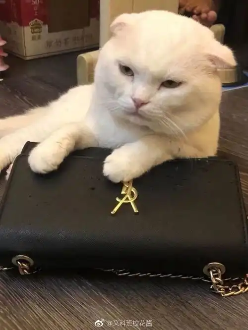  看到网友家猫把ysl的包抓成这个样子,真庆幸自己没有钱也没有包...