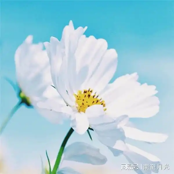 女人用的幸运花头像带字
