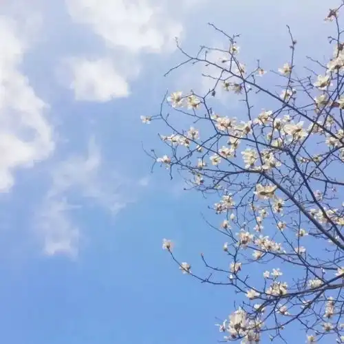  背景图丨我还是很喜欢你