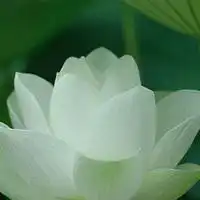  微信头像图片大全风景荷花2016好聚好散都是蓄谋已久