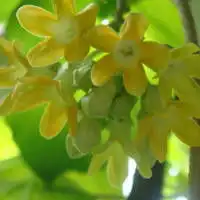  经典兰花微信头像招财好运兰花图片大全