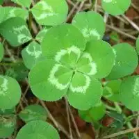  鲜花头像