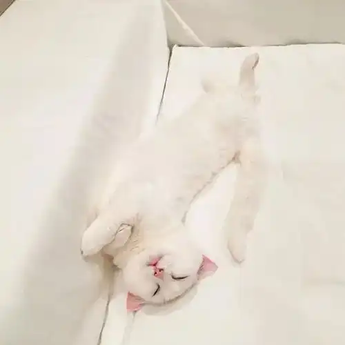 闺蜜双人头像猫咪闺蜜